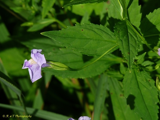{Mimulus ringens}
